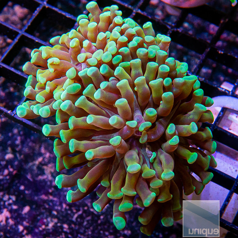 Mint Tip Branching Hammer Double-WYSIWYG