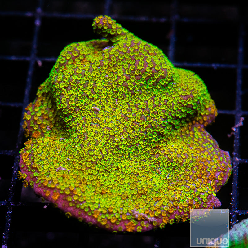 UC Rainbow Monti-WYSIWYG