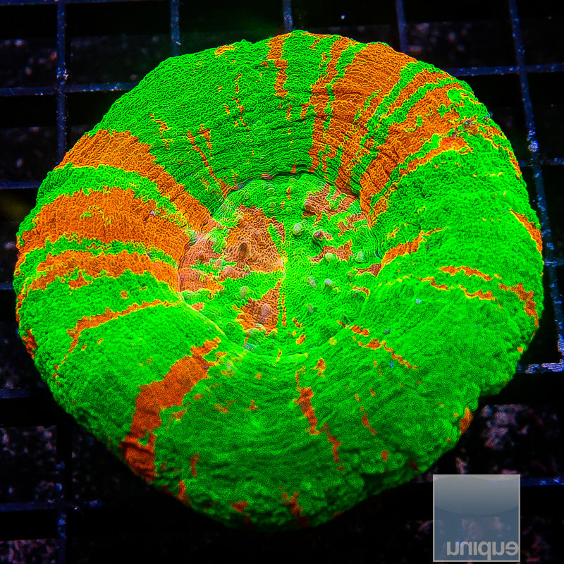 Neon Bleeding Apple Scoly-WYSIWYG