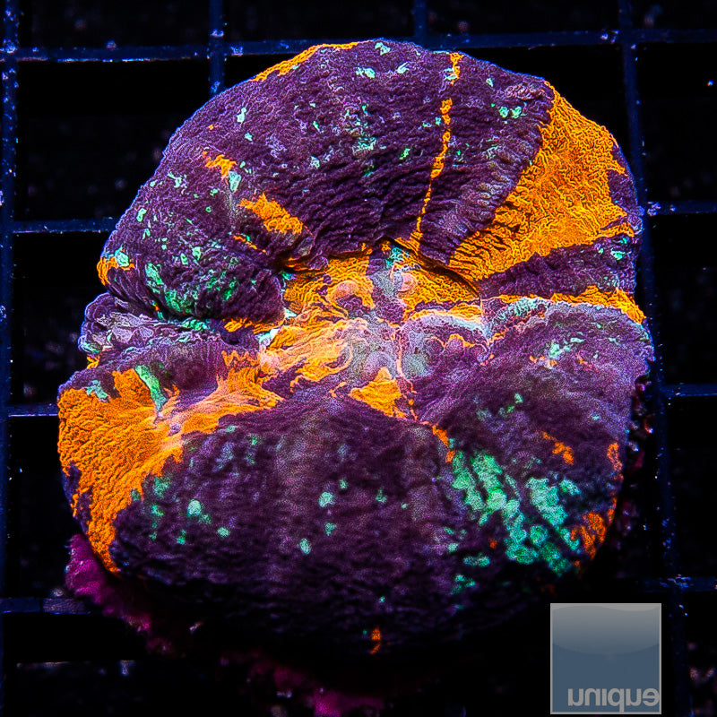 Splattered Warpaint Scoly-WYSIWYG