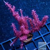 Unique Corals Gorgonian-Stock