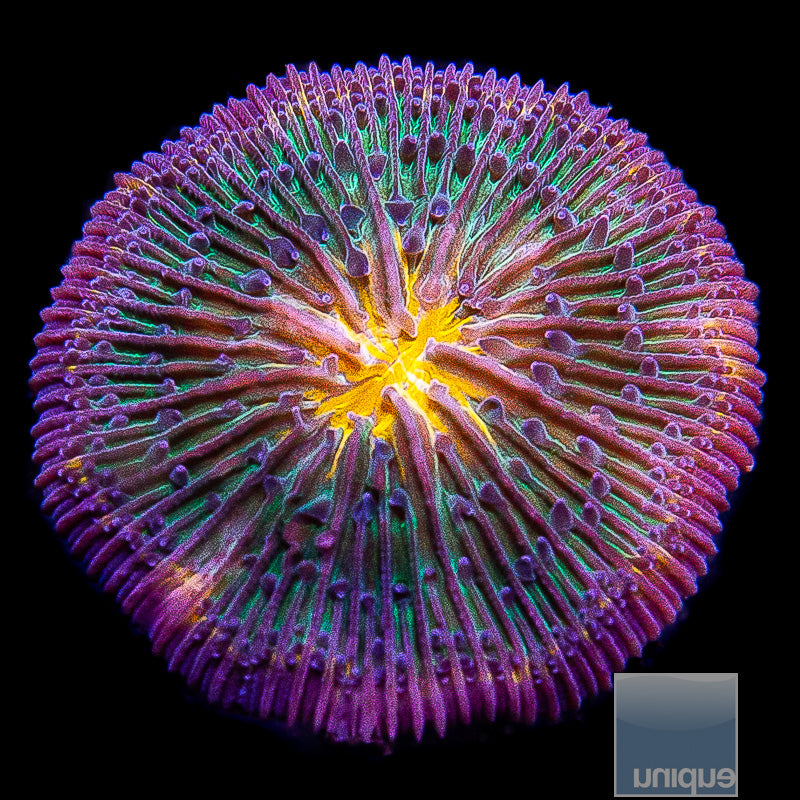 Orange Fusion Fungia-WYSIWYG
