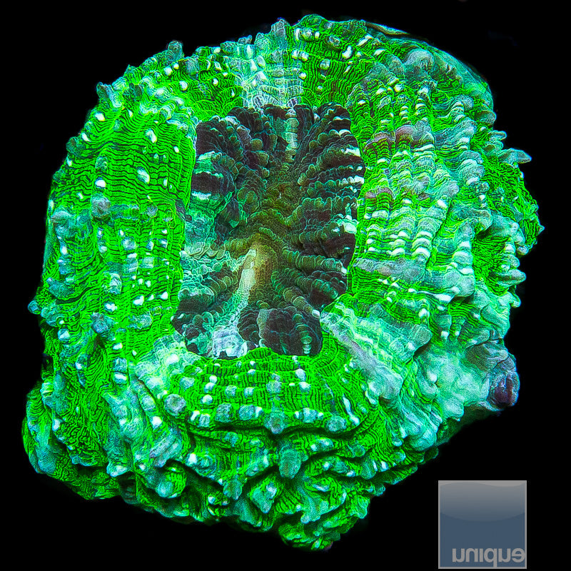 Green & Blue acanthophyllia-WYSIWYG