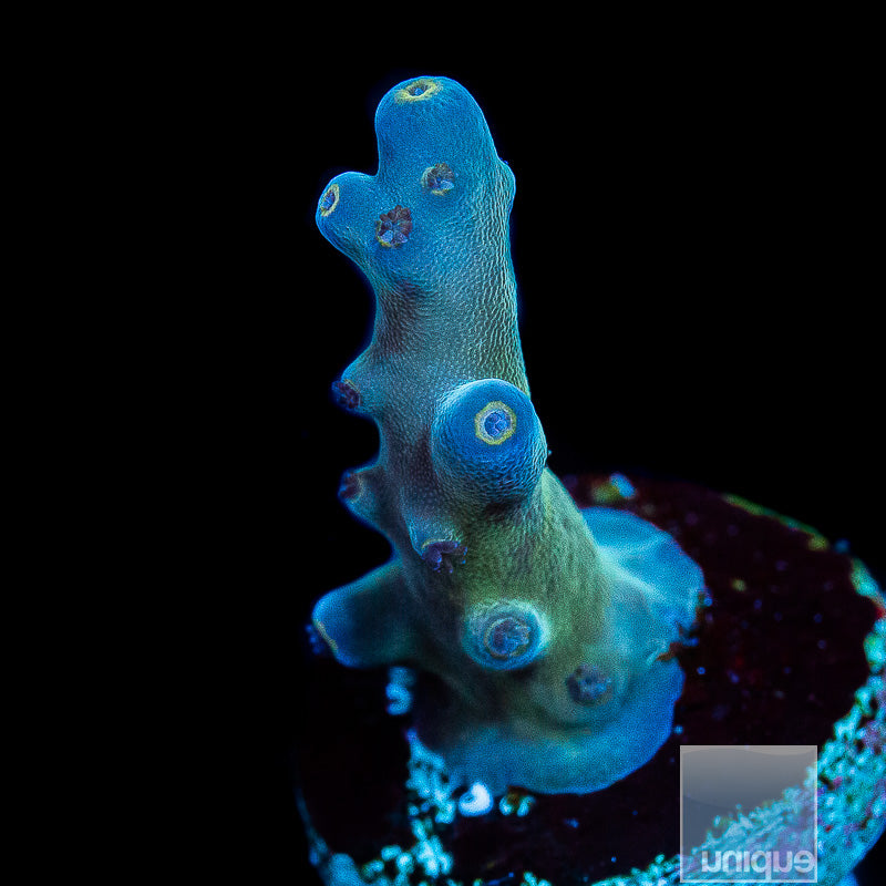 UC Peng's Blue Monster-WYSIWYG