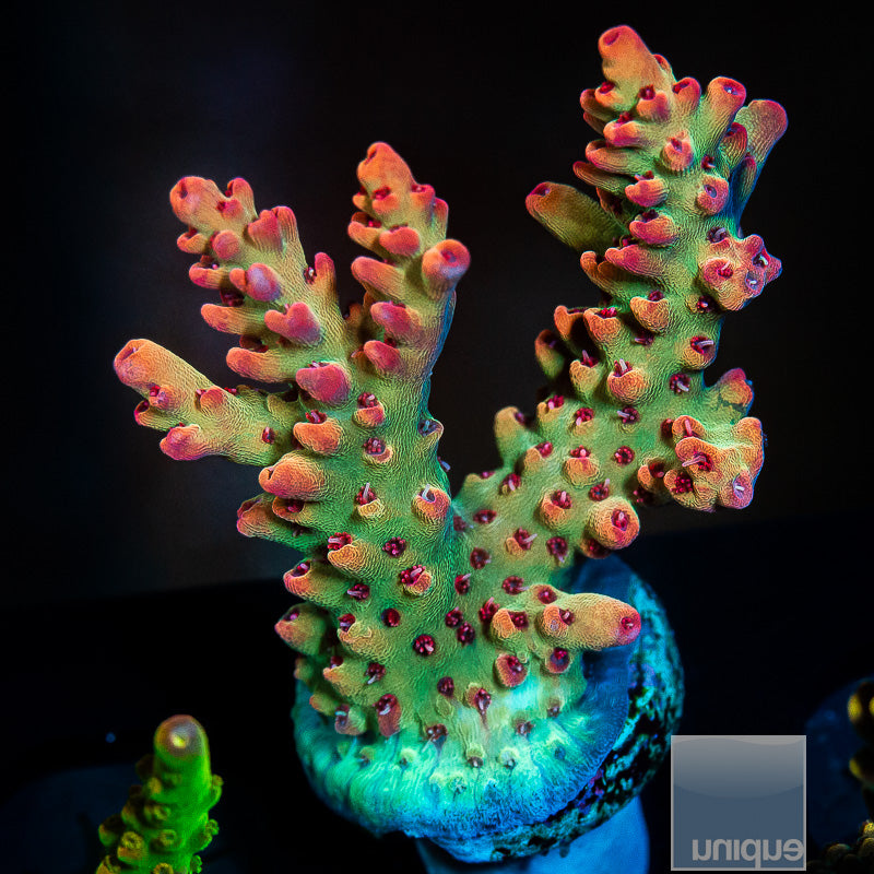 UC Strawberry Shortcake chunky frag-WYSIWYG
