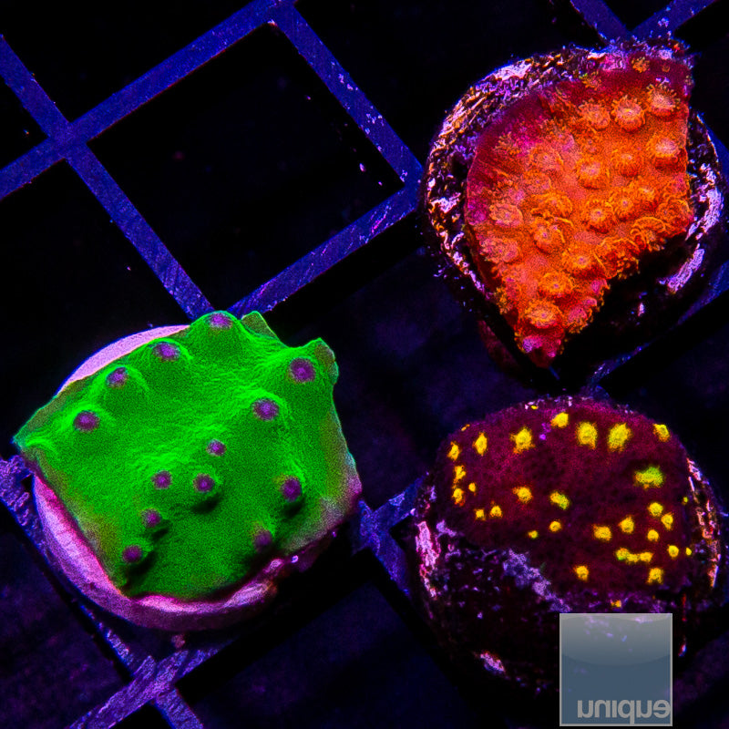 LPS Frag Pack-WYSIWYG