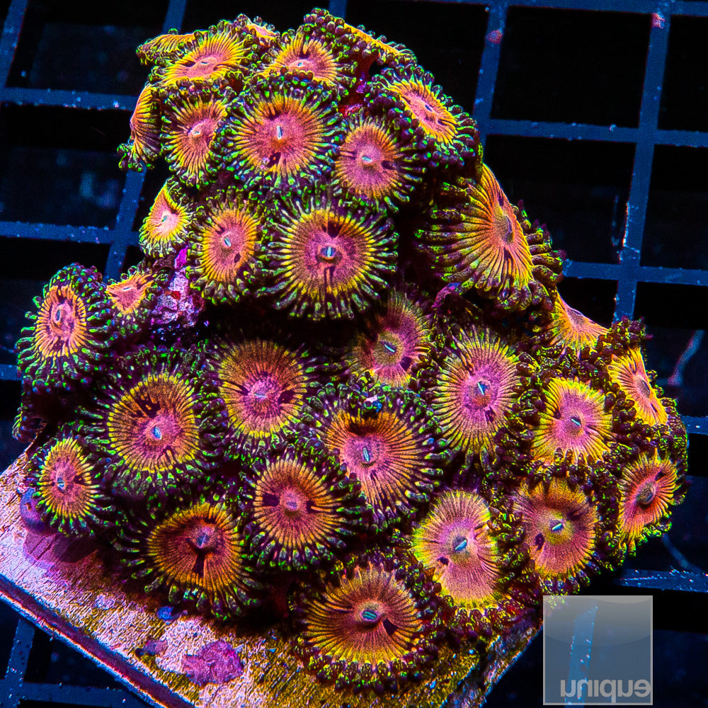 CK Kamikaze Kush/WWC Hungry Eyes Zoanthid Mini Colony-Stock