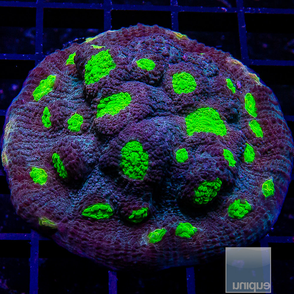 Neon Eye Chalice Mini Colony-WYSIWYG