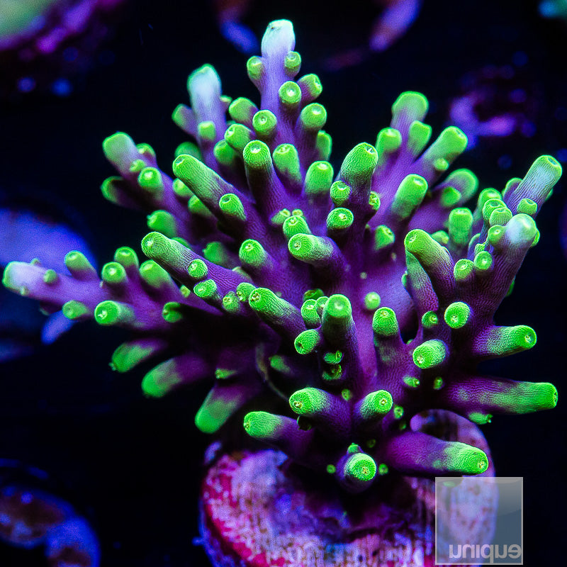 WWC Little Ferrari-WYSIWYG