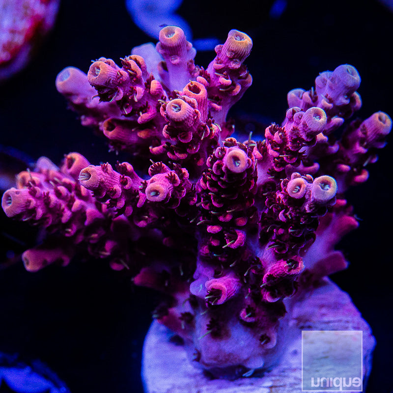 UC Rainbow Hyacinthus Chunk-WYSIWYG