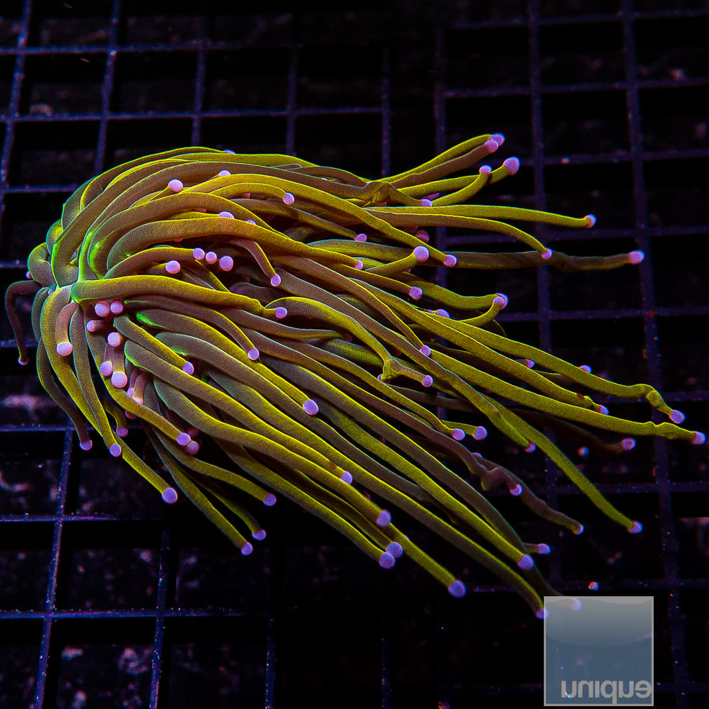 Dragon Tamer Torch Frag-WYSIWYG