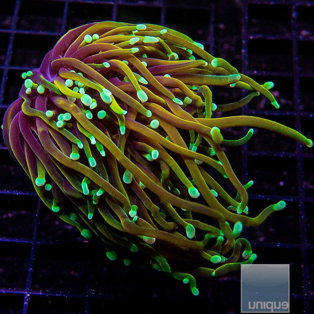 Dragon Soul Torch Frag-WYSIWYG