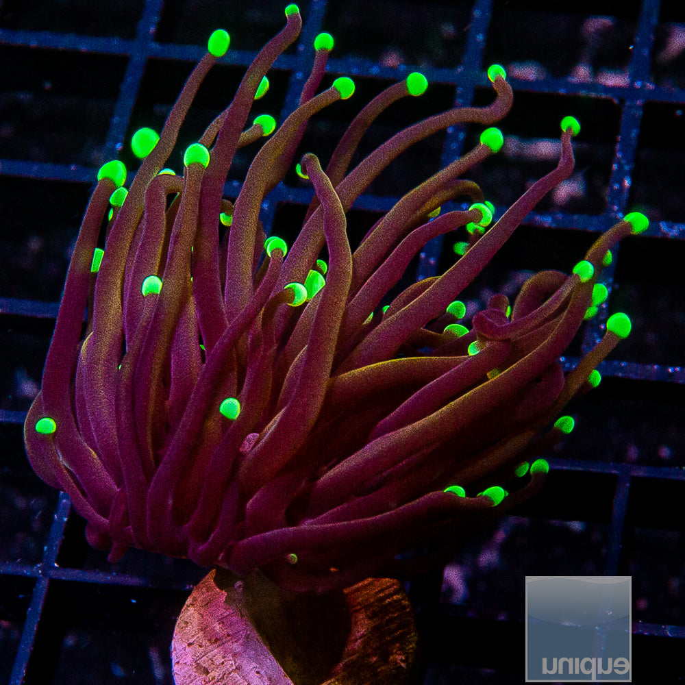 Tiffany Gold Torch Frag-WYSIWYG