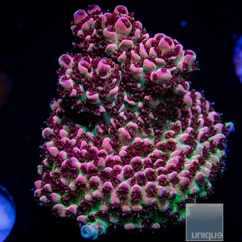 UC Red Planet-WYSIWYG
