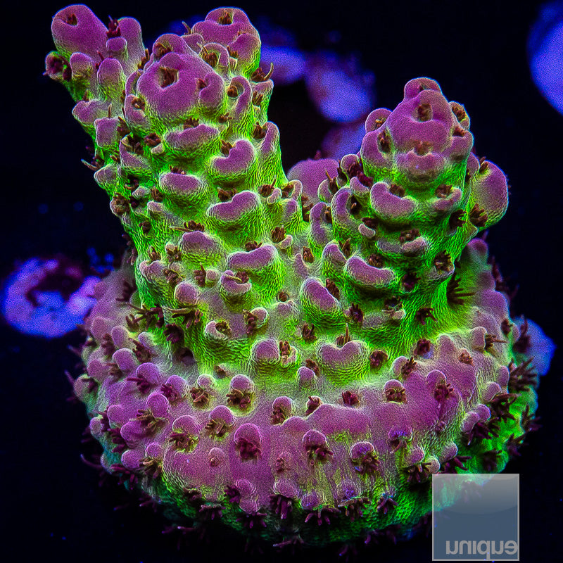 UC Lavender Lime-WYSIWYG