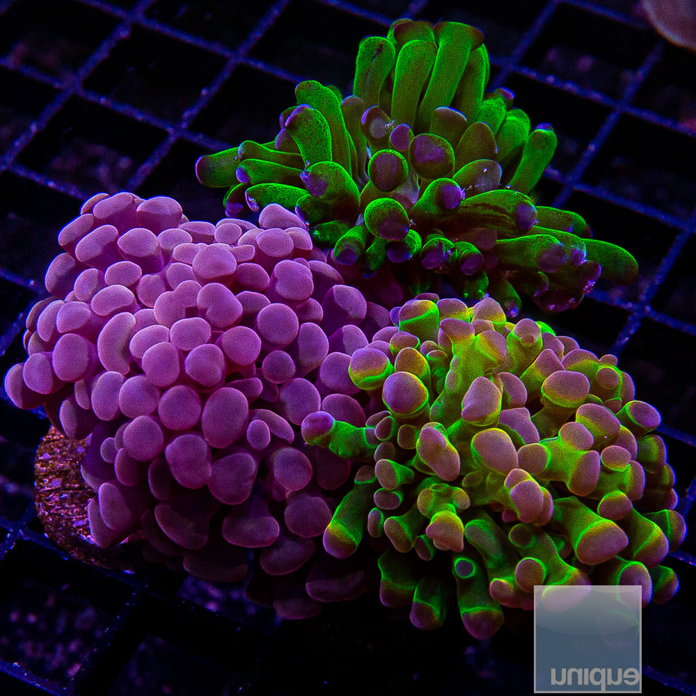 Branching Hammer 3 Frag Pack-WYSIWYG
