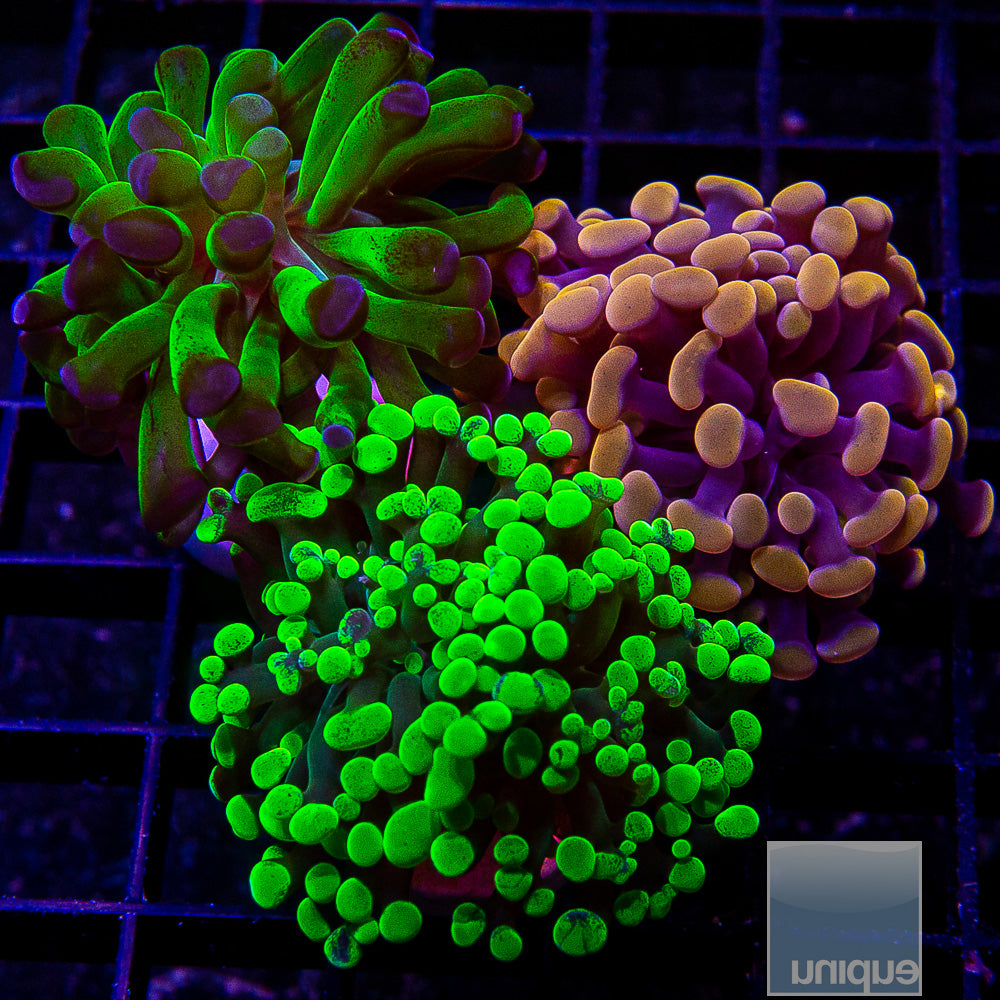 Branching Hammer 3 Frag Pack-WYSIWYG