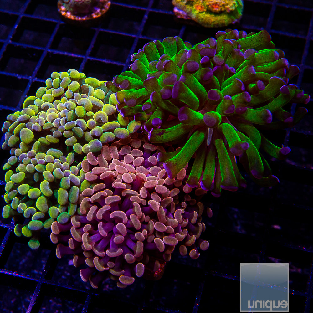 Euphyllia 3 Frag Pack-WYSIWYG