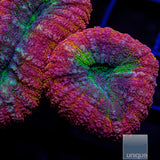 UC Rainbow Lobo-WYSIWYG