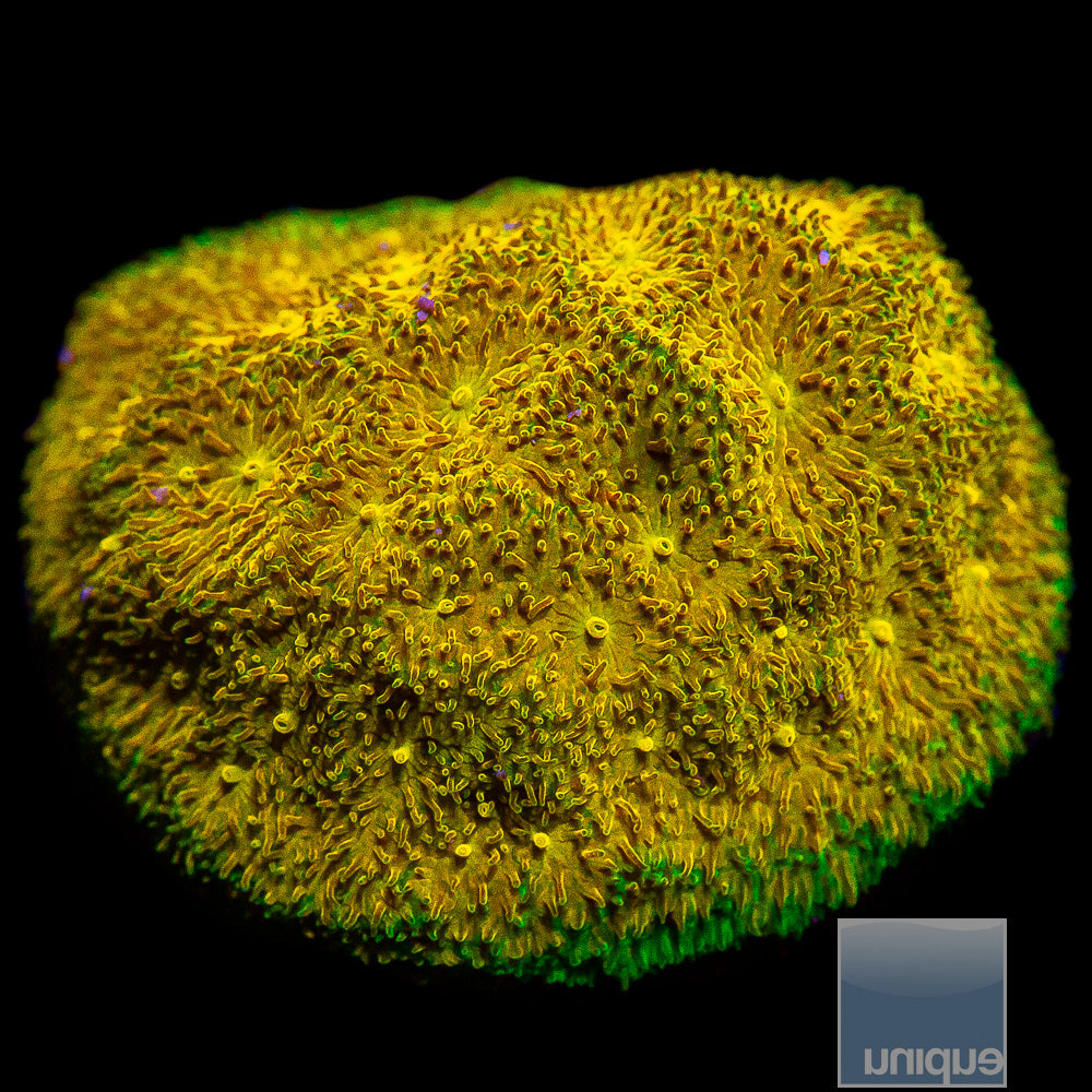 UC Sprite Leptoseris Frag-WYSIWYG