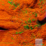 UC Reverse Grafted Monticap