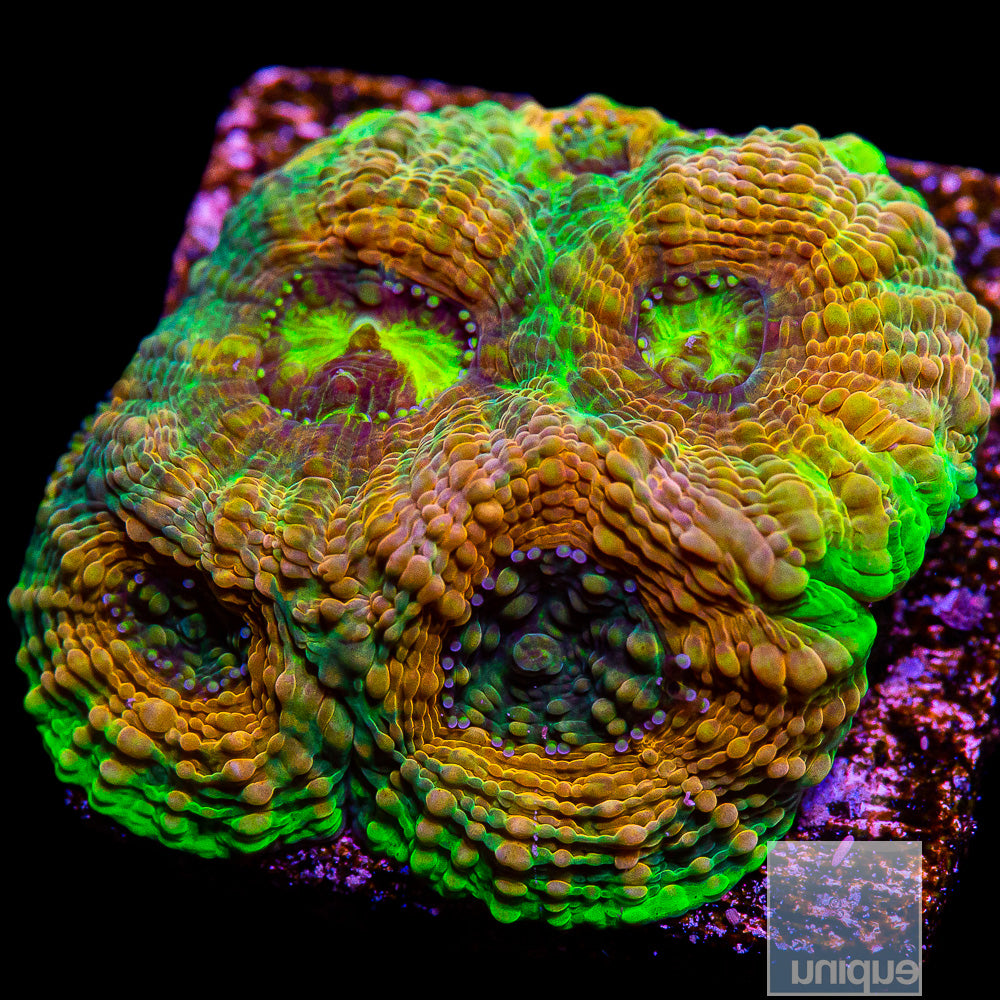 UC Groovy Echinata Frag-WYSIWYG