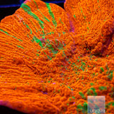 UC Reverse Grafted Monticap