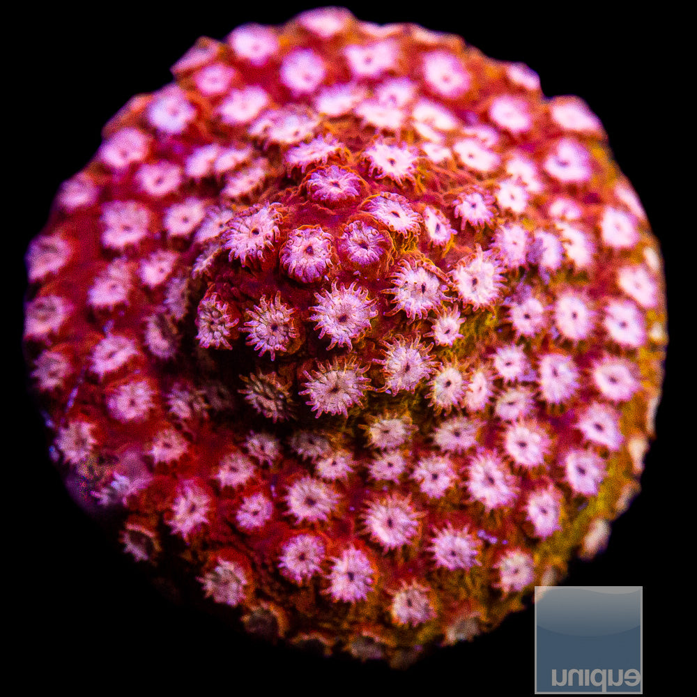 Red Cyphastrea Frag-WYSIWYG