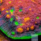JF Crazy Fox Chalice Coral
