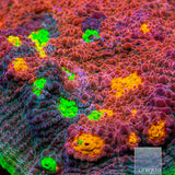 JF Crazy Fox Chalice Coral