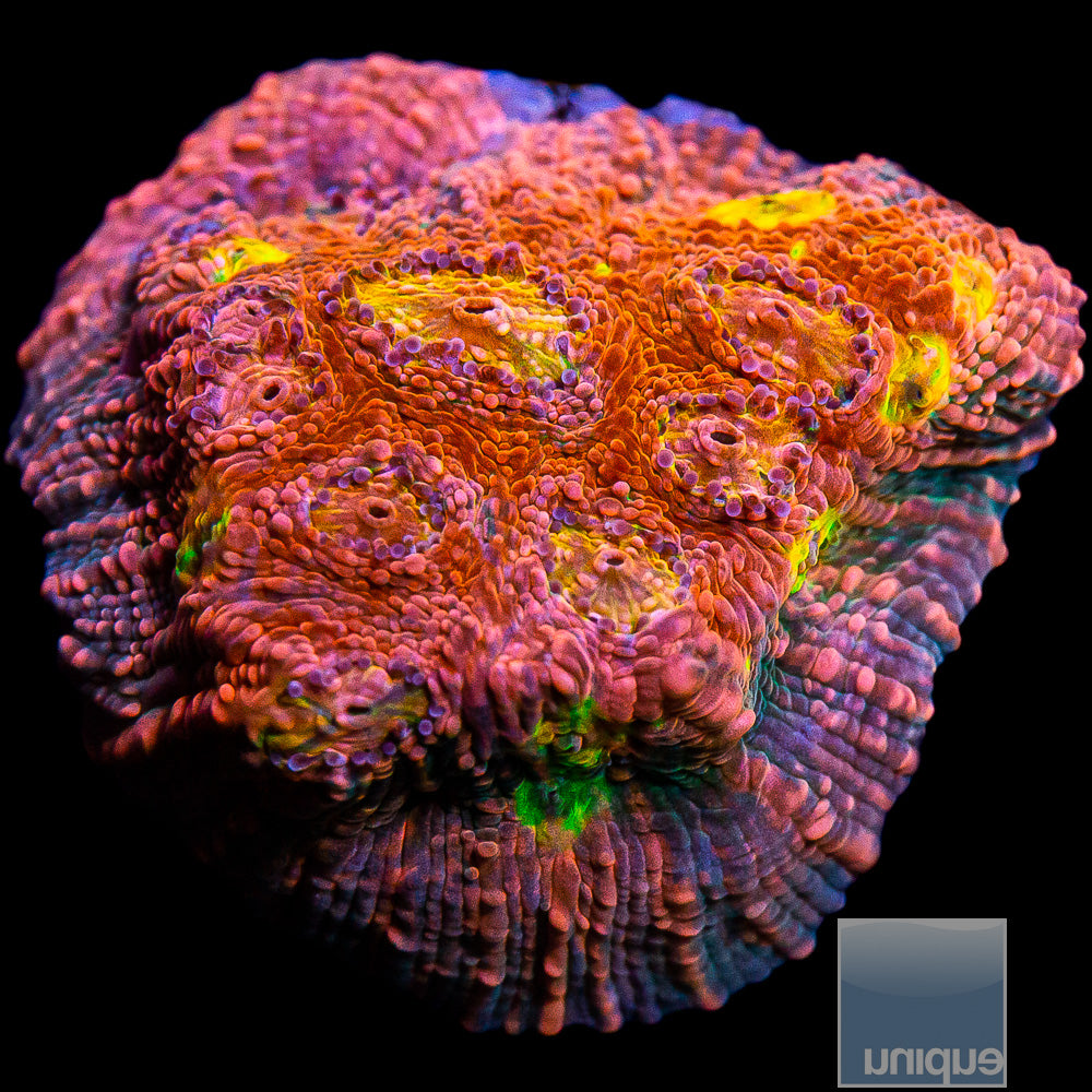 Vivid Rainbow Chalice Frag-WYSIWYG