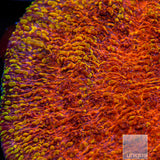 Unique Corals Magma Chalice- Stock Frag