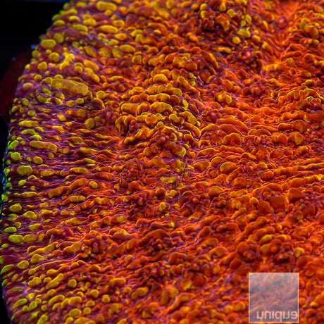 Unique Corals Magma Chalice- Stock Frag