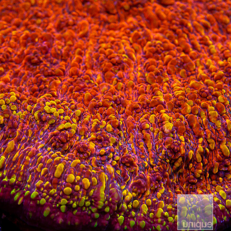 Unique Corals Magma Chalice- Stock Frag