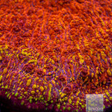 Unique Corals Magma Chalice- Stock Frag