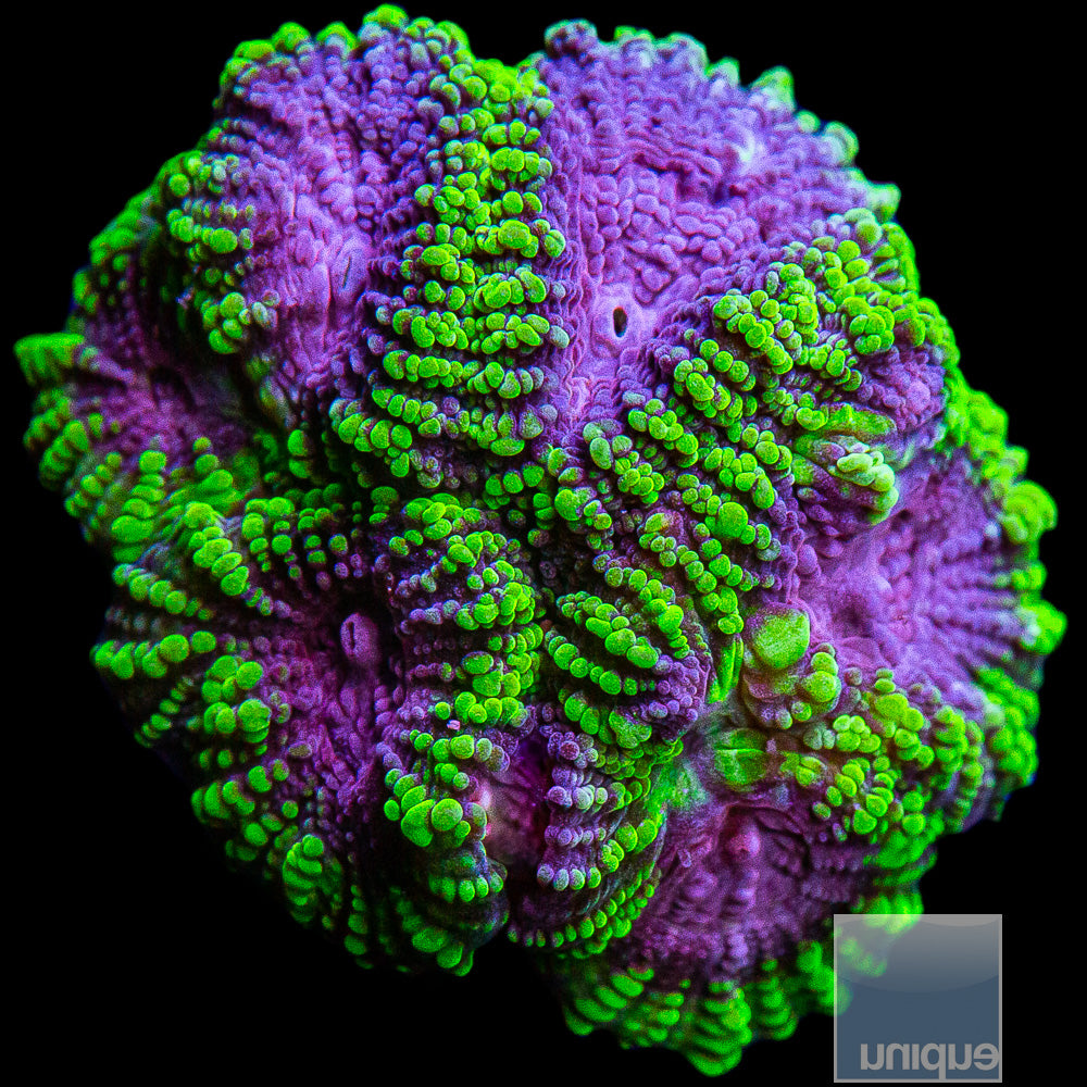 Raptor Favia Frag-WYSIWYG