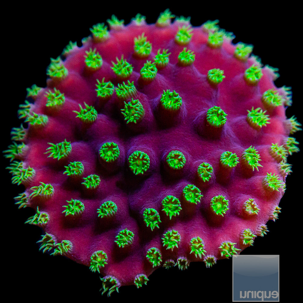 UC Constellation Turbinaria Frag-WYSIWYG