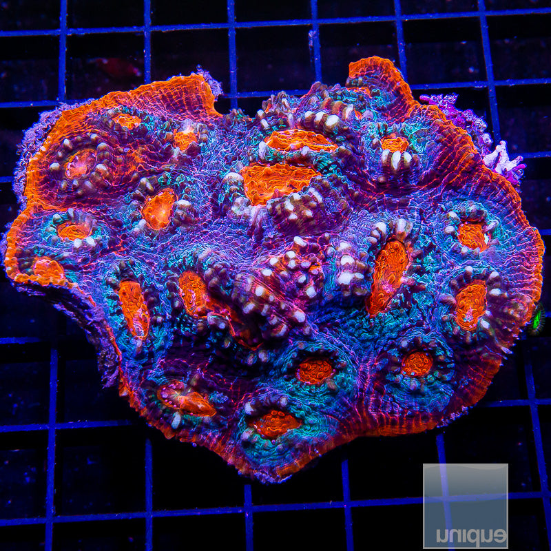 UC Hellfire Chalice