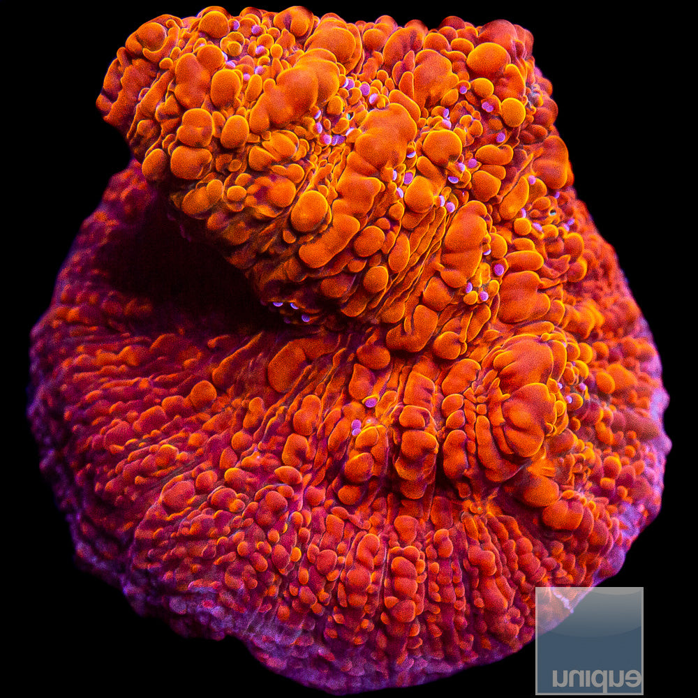 UC Galaxy Chalice Frag-WYSIWYG