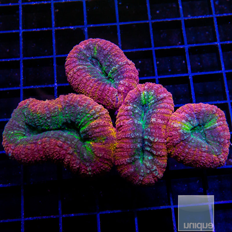 UC Rainbow Lobo-WYSIWYG