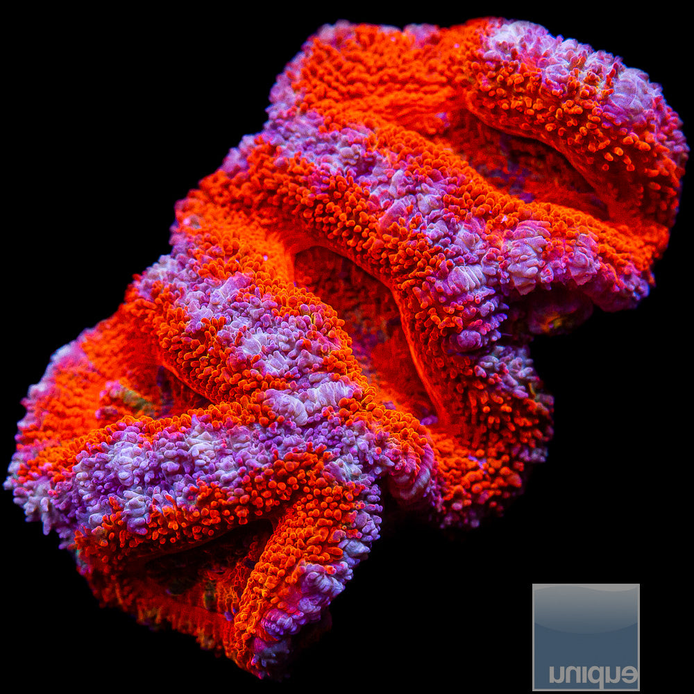 Colorful Acan Lord Frag-WYSIWYG