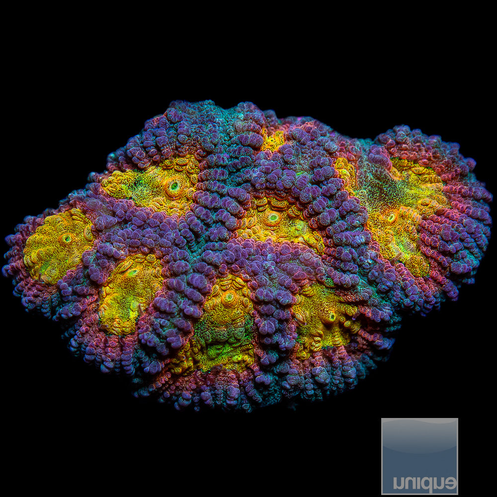 Tequila Sunrise Favia Frag- WYSIWYG