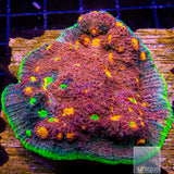 JF Crazy Fox Chalice Coral