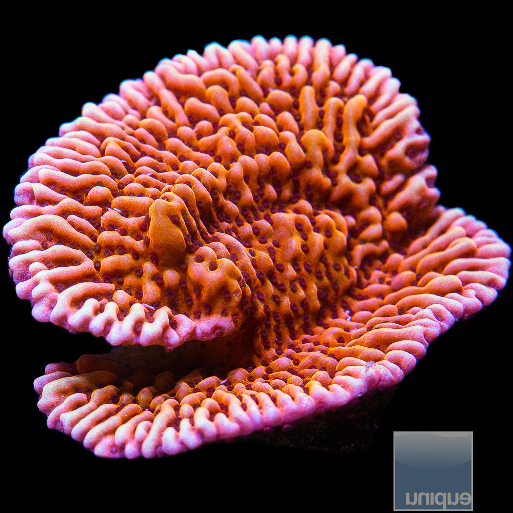 Nauti Spiral Montipora Chunky Frag-WYSIWYG