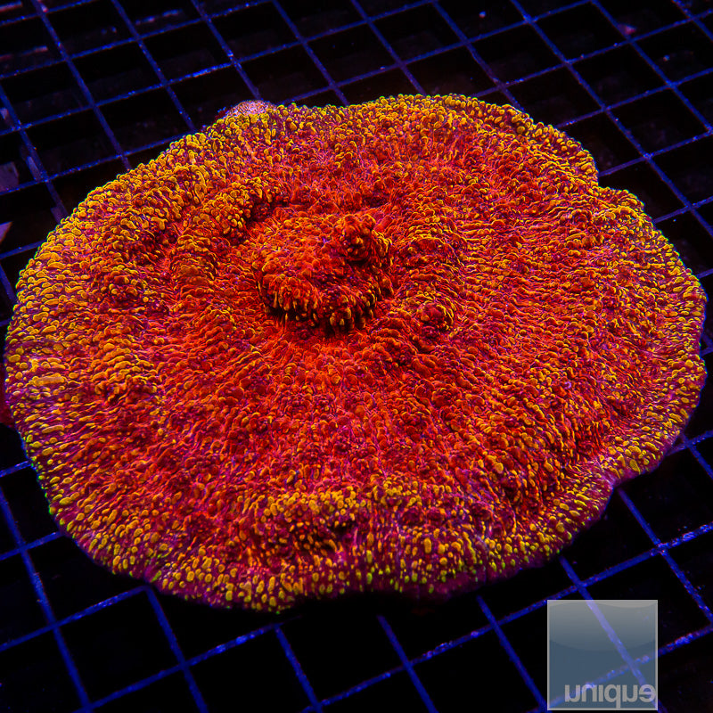 Unique Corals Magma Chalice- Stock Frag