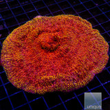 Unique Corals Magma Chalice- Stock Frag