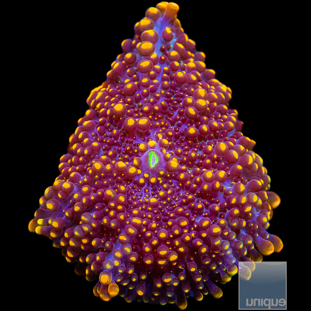 UC Super Orange Ricordea Yuma Mushroom Frag-WYSIWYG