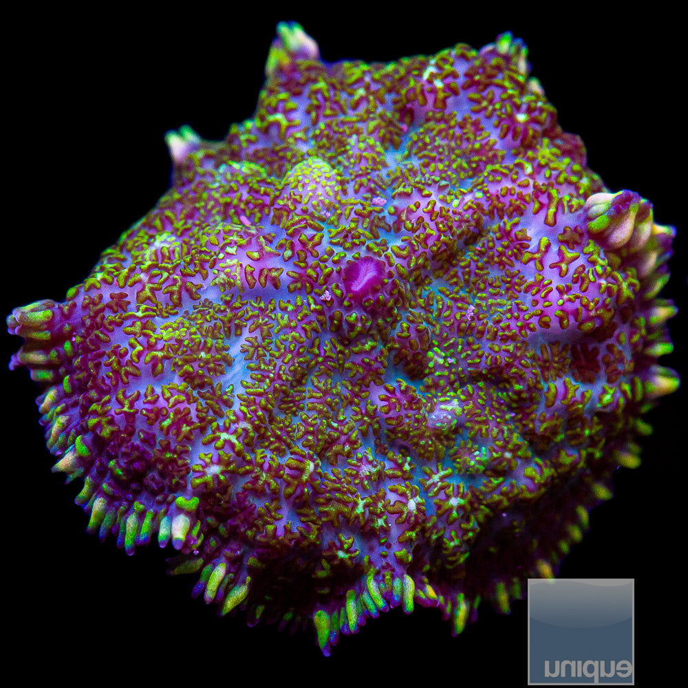 Rainbow Rhodactis Mushroom Frag-WYSIWYG