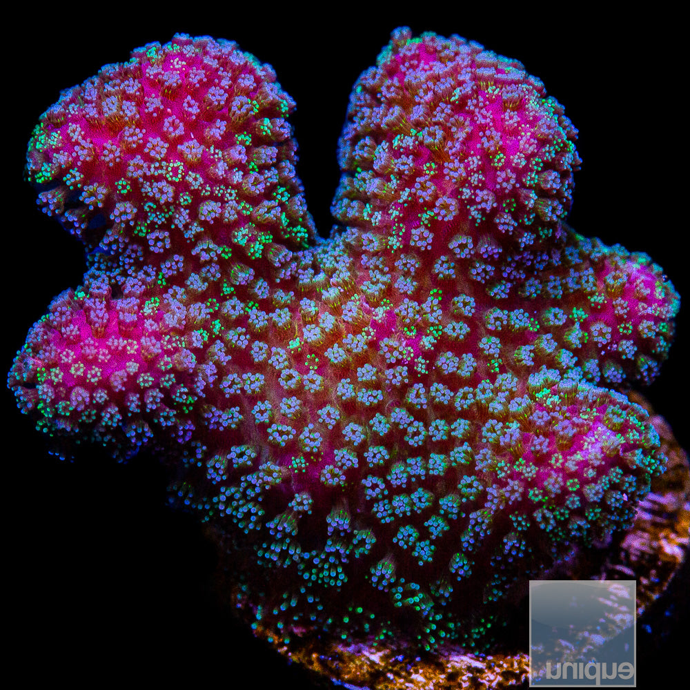 Rainbow Stylophora Frag-WYSIWYG