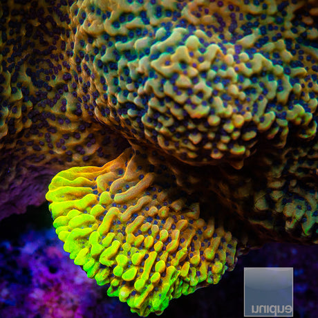 CK Peyote Montipora